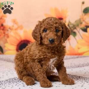 Charlie, Miniature Poodle Puppy